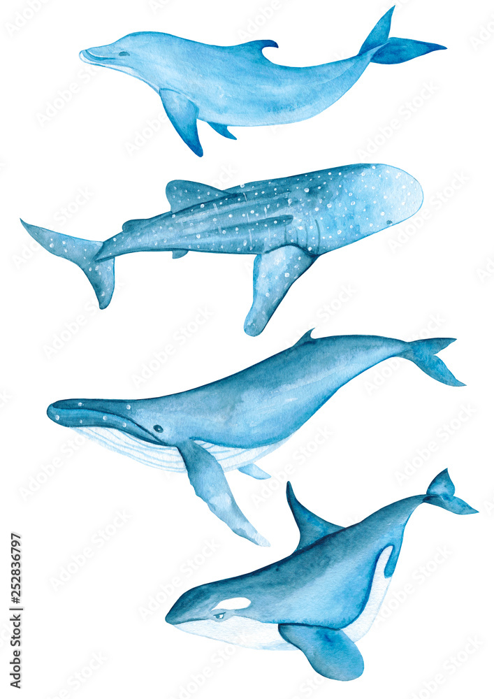 Obraz premium Whales Sea Animals Dolphin Narwhal Killer Whale Beluga Ocean Blue Watercolor Hand Drawn Illustration Isolated 