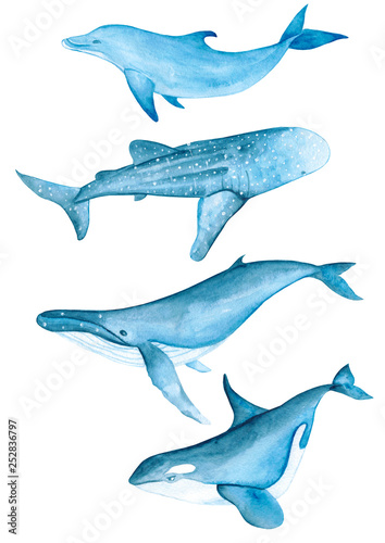 Whales Sea Animals Dolphin Narwhal Killer Whale Beluga Ocean Blue Watercolor Hand Drawn Illustration Isolated 
