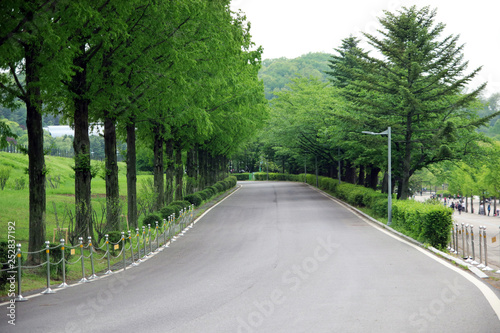 A tree-lined road.