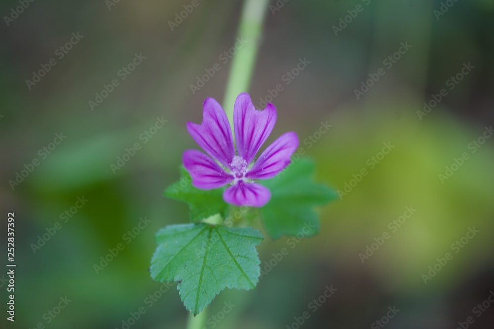 small flower