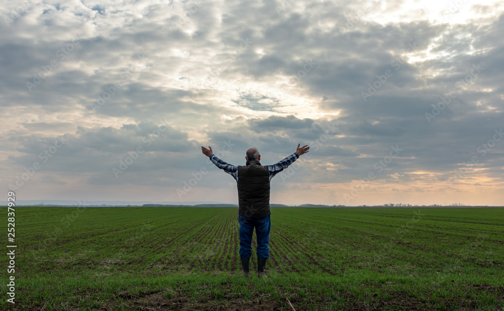 Rear view of senior farmer standing in wheat field with arms outstretch.