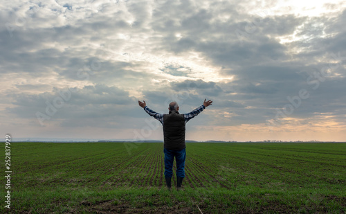 Rear view of senior farmer standing in wheat field with arms outstretch.