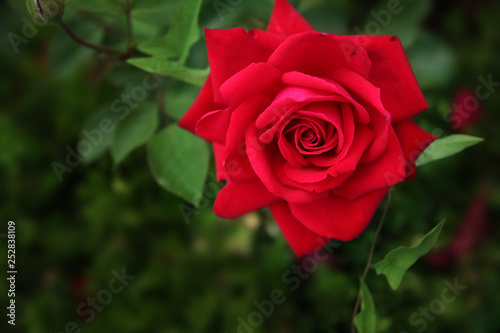 A blooming red garden rose.