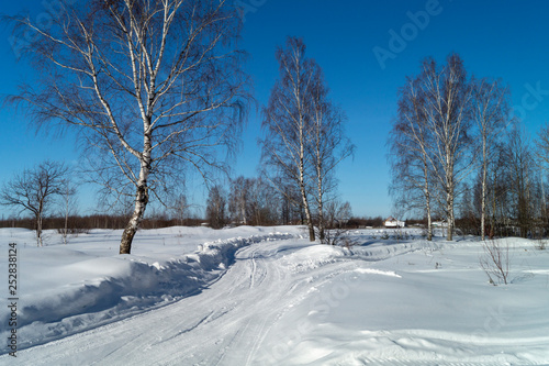 Landscape with expensive between birches at winter length of time