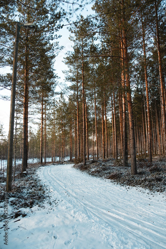 Wallpaper Mural Beautiful Finnish forest path in winter! Torontodigital.ca