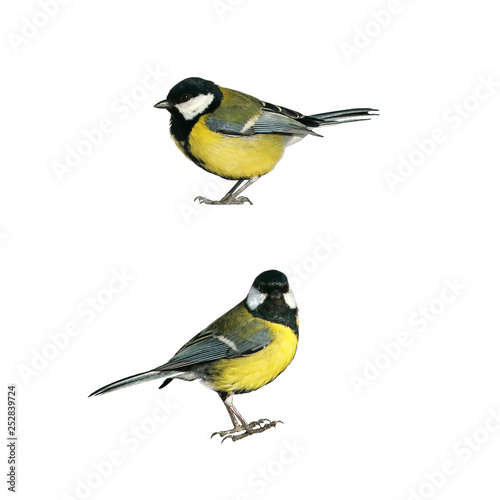 portrait of two bird Tits standing in different poses on white isolated background