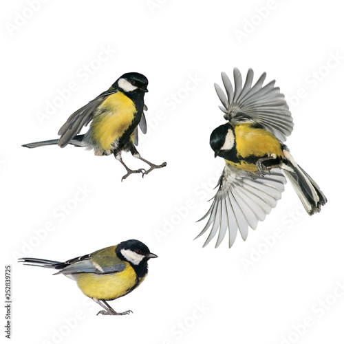 three bird Tits on white isolated background in various poses and views
