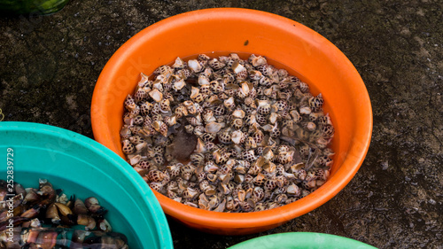 Assortament of fresh seafood. Different types of beautiful shells in the Phu Quoc market in Vietnam for seafood restaurant