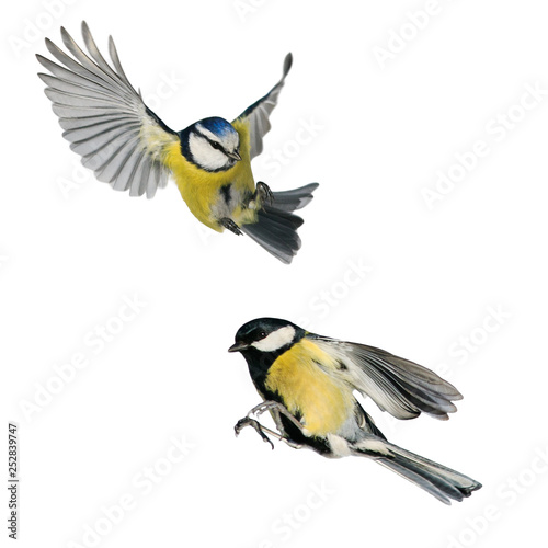 two birds tit and blue tit flying isolated on white background in various poses and types