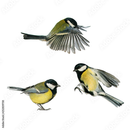 three small songbirds tit fly and stand on a white isolated background in various poses and views