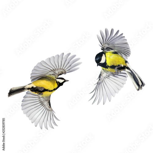 two small songbirds tit fly widely spreading feathers and wings on a white isolated background in various poses and views © nataba