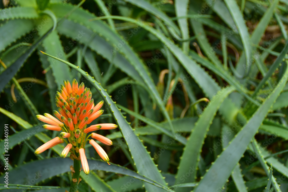 Aloe - flowering succulent plant. Aloe in blooming. Aloe - flowering succulent plant. Aloe in blooming.
