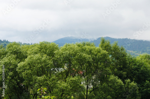 the tops of the trees and the sky, the mountains are blue. forest landscape in the distance. Ukraine, Carpathians