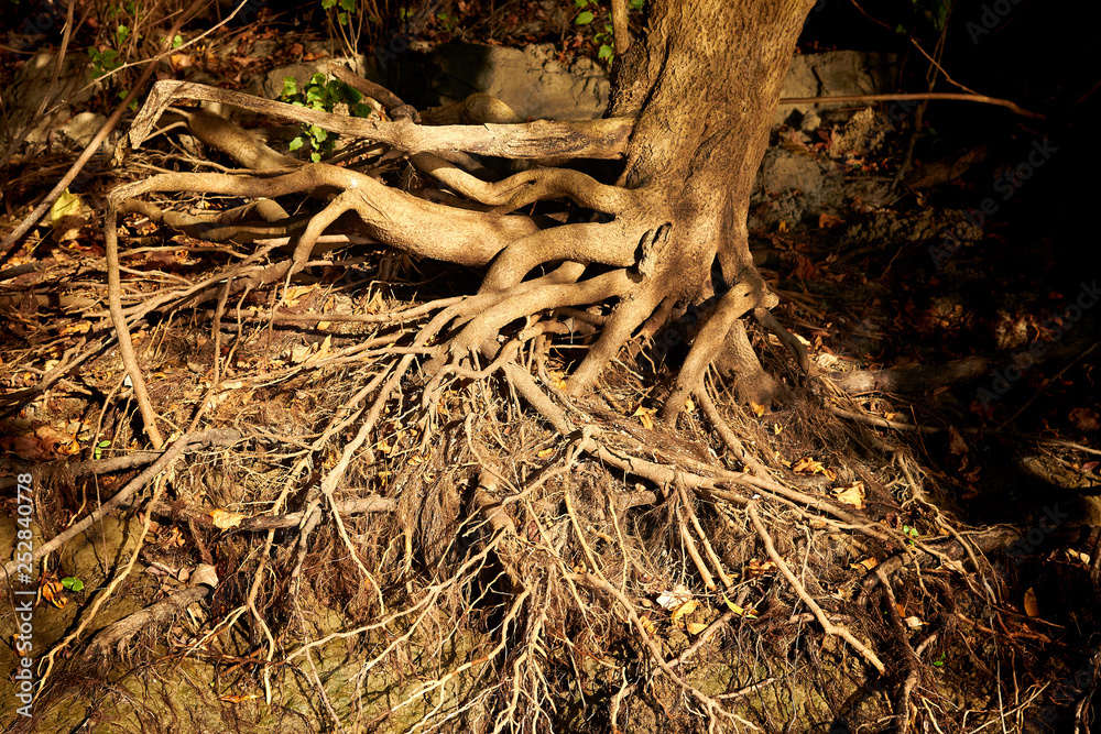Bare (exposed) roots of tree near the bank of the Danube river at sunset Bare (exposed) roots of tree near the bank of the Danube river at sunset