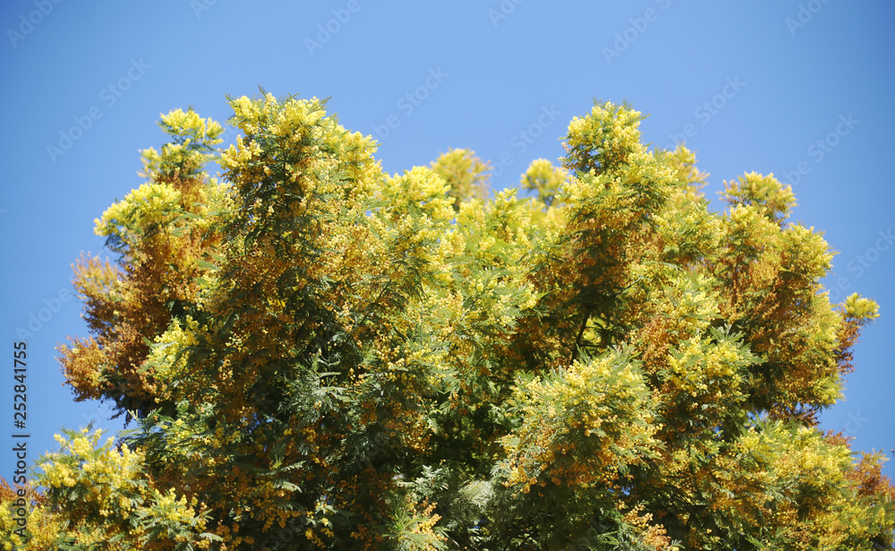 Beautiful mimosa tree blooming against blue sky. Copy space for the text. International woman's day symbol. / Barcelona, Gaudi's Park Guel flora, Spain Beautiful mimosa tree blooming against blue sky. Copy space for the text. International woman's day symbol. / Barcelona, Gaudi's Park Guel flora, Spain