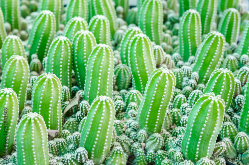 Echinopsis subdenudata cactus plant in garden.