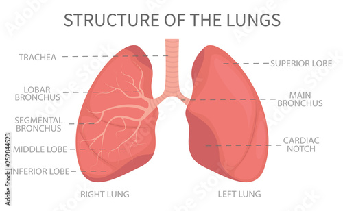 Structure of the lungs. Medical structure of the lungs, illustration of the human respiratory system. Vector illustration.