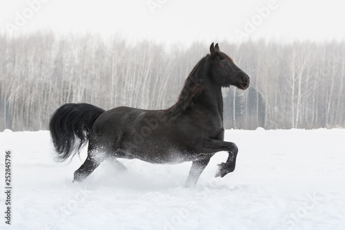 Black friesian horse running on the snow-covered field in winter background © Svetlana
