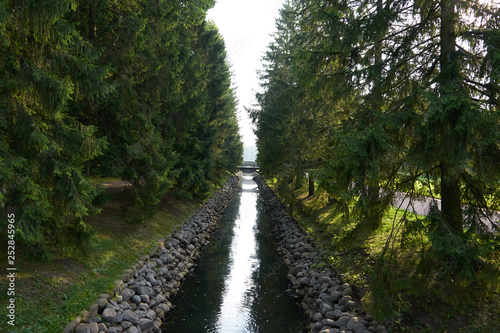 Obraz premium road in forest