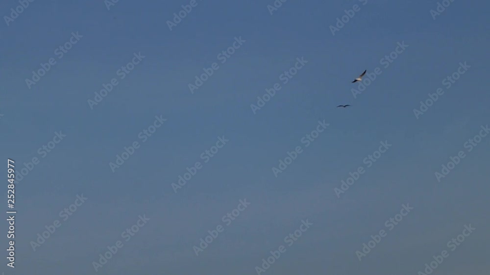 birds in the sky birds in the sky