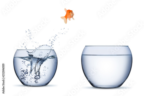 gold fish change move career opportunity rise concept jump into other bigger bowl isolated on white background photo