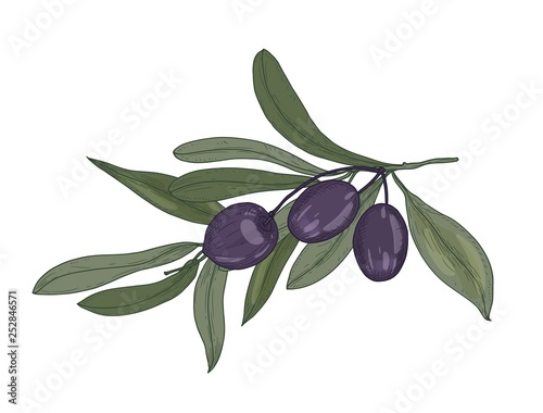 Elegant botanical drawing of olive or Olea Europaea tree branch with leaves and black fruits or drupes isolated on white background