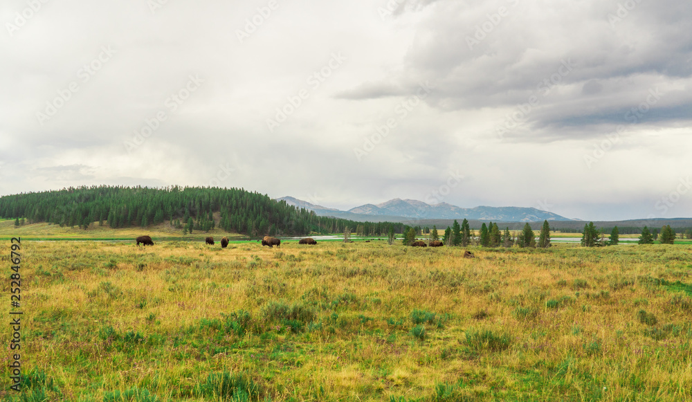 Bisons grazing at Hayden Valley, Yellowstone National Park, WY, USA