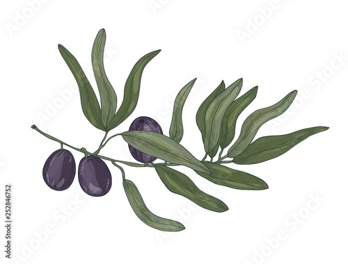 Botanical drawing of olive or Olea Europaea tree branch with leaves and black fruits or drupes isolated on white background. Raw wholesome food crop. Hand drawn vector illustration in vintage style.
