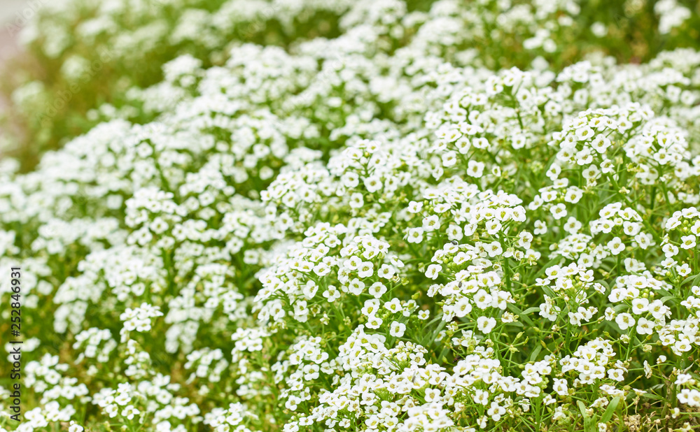 Lobularia plant on bed, white flowers growing outdoors in the garden, close-up, background texture, copy space, alyssum genus concept Lobularia plant on bed, white flowers growing outdoors in the garden, close-up, background texture, copy space, alyssum genus concept