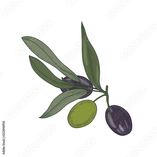 Olive or Olea Europaea tree branch or sprig with leaves and black and green f...