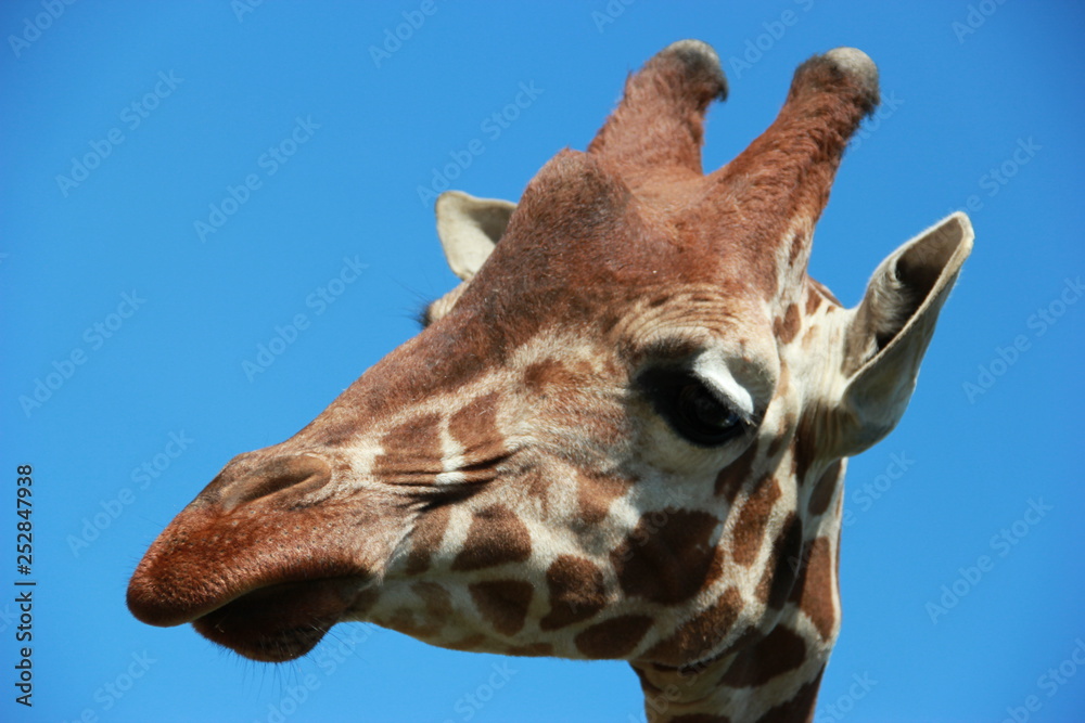 Fototapeta premium head of giraffe