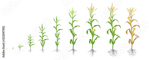 Growth stages of Maize plant. Corn phases. Vector illustration. Zea mays. Ripening period. The life cycle. Use fertilizers. On white background.