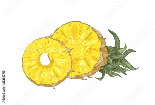 Detailed botanical drawing of cut fresh organic pineapple isolated on white b...