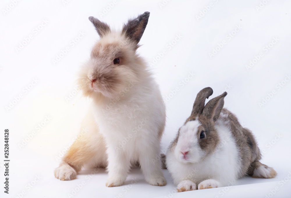 Two cute young rabbit on white background