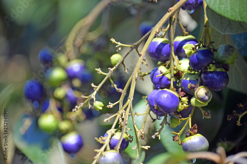 Branch laden with purple blue fruits of the Australian native White Beech tree, Gmelina leichhardtii, family Verbenaceae. Endemic to rainforest in Queensland and New South Wales.