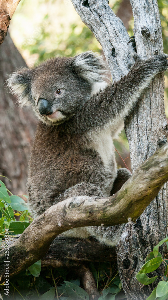 Obraz premium Koala bear in eucalyptus tree, portrait