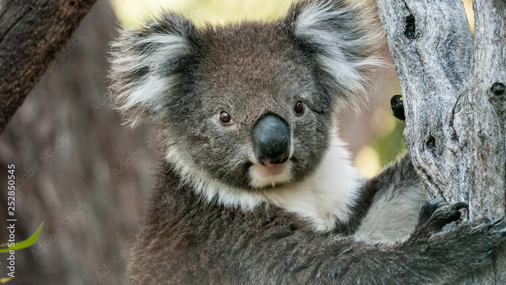 Koala bear in eucalyptus tree, portrait Koala bear in eucalyptus tree, portrait