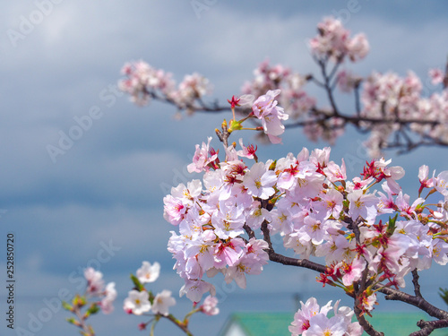 Close up of blooming Cherry Blossoms