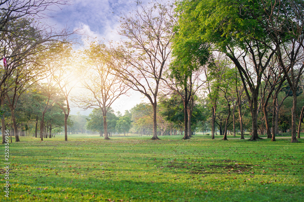 Obraz premium Fresh green lawn in city park, leaves strewn in the field, morning sunlight