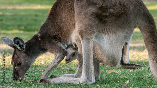 mother kangaroo with baby looking out of the pouch, close