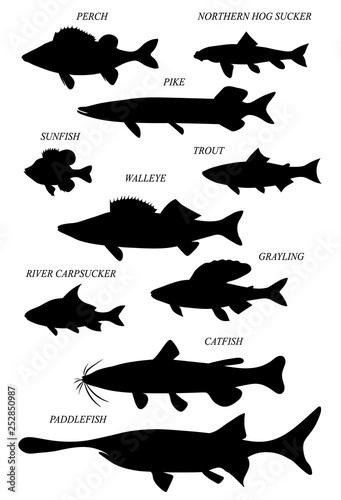 Freshwater fish silhouettes. Vector drawing illustration.