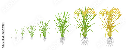 Fotografie, Obraz Growth stages of rice plant