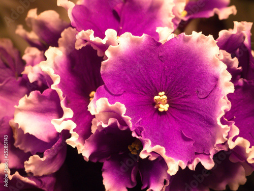 Purple violet close-up. Breeding violets. 