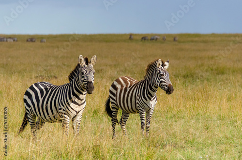 Two zebras grazing on the green pasture inside Masai Mara National Park during wildlife safari