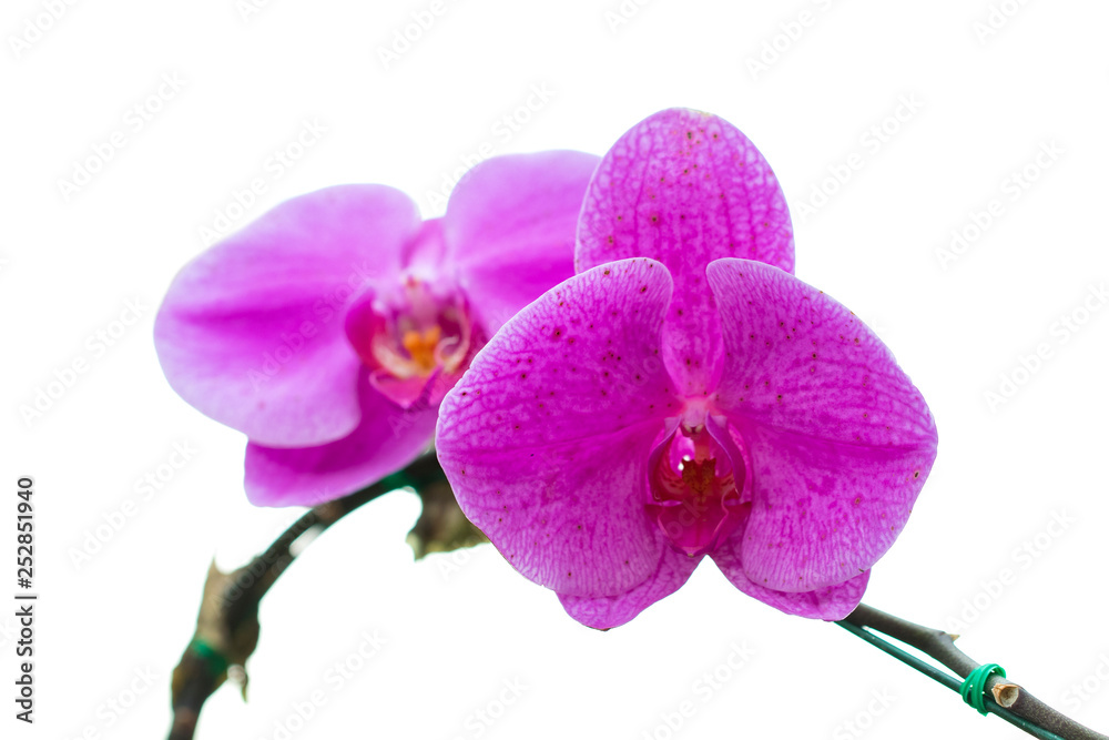 Image of Beautiful Purple Orchid Flowers on white background. Image of Beautiful Purple Orchid Flowers on white background.