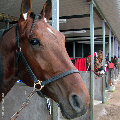 Close up of horse head in stall before harness racing.