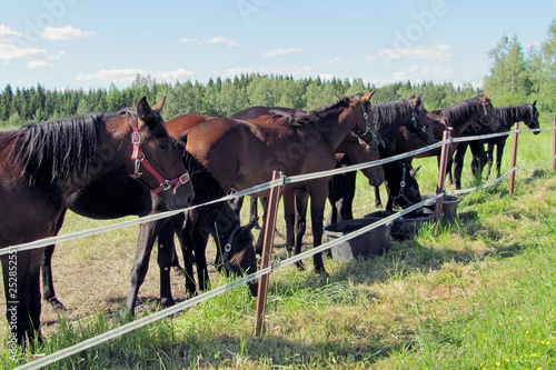 Horses on pasture. Herd of yearling colts.