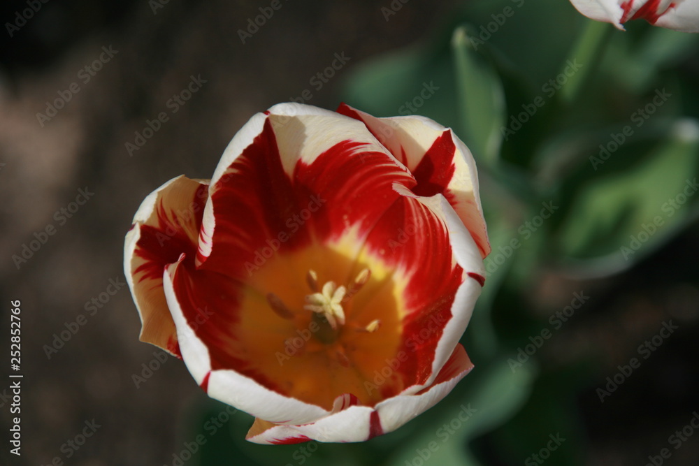 Tulipan biało czerwony - obrazy, fototapety, plakaty 