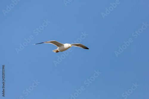 European Herring gull flying in a blue sky in Saudi Arabia Jeddah.