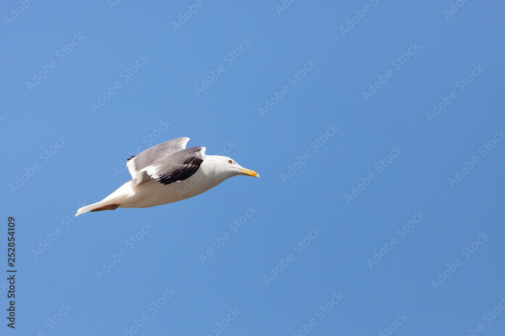 European Herring gull flying in a blue sky in Saudi Arabia Jeddah. European Herring gull flying in a blue sky in Saudi Arabia Jeddah.